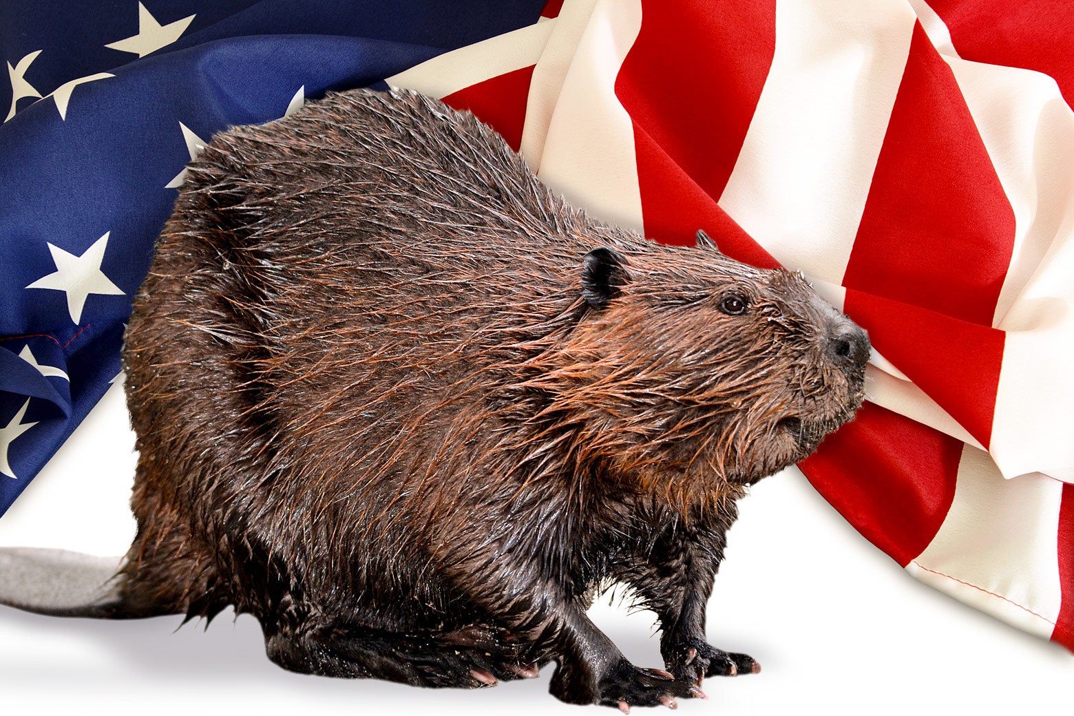 Wildlife in North Carolina Magazine State Fair Pin—2005 American Beaver